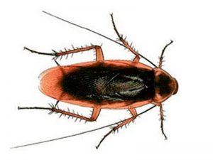 Cucaracha americana (Periplaneta americana)