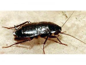 Cucaracha oriental (Blatta orientalis)
