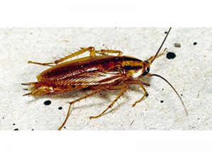 Cucaracha rubia (Blatella germánica):