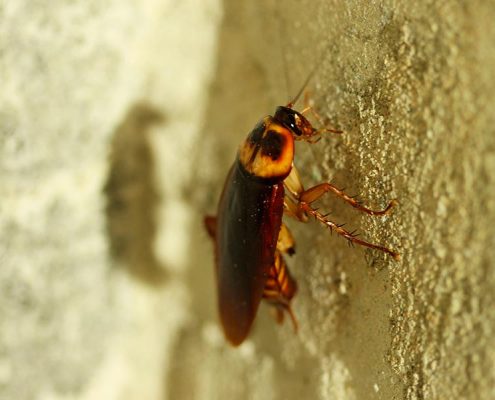 Cucarachas y roedores como vecinos