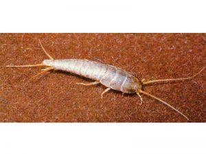 Pececitos de plata (Lepisma spp)
