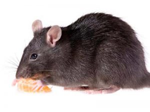 Rata negra