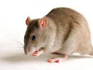 Rata marrón (Ratus norvegicus)
