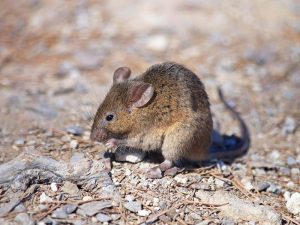 Ratón común (Mus musculus)