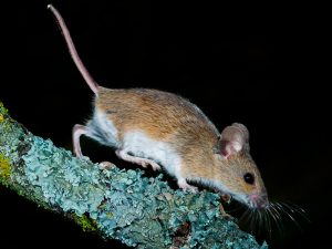 Ratón de campo (Apodemus sylvaticus)