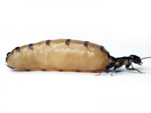 Termita Reina